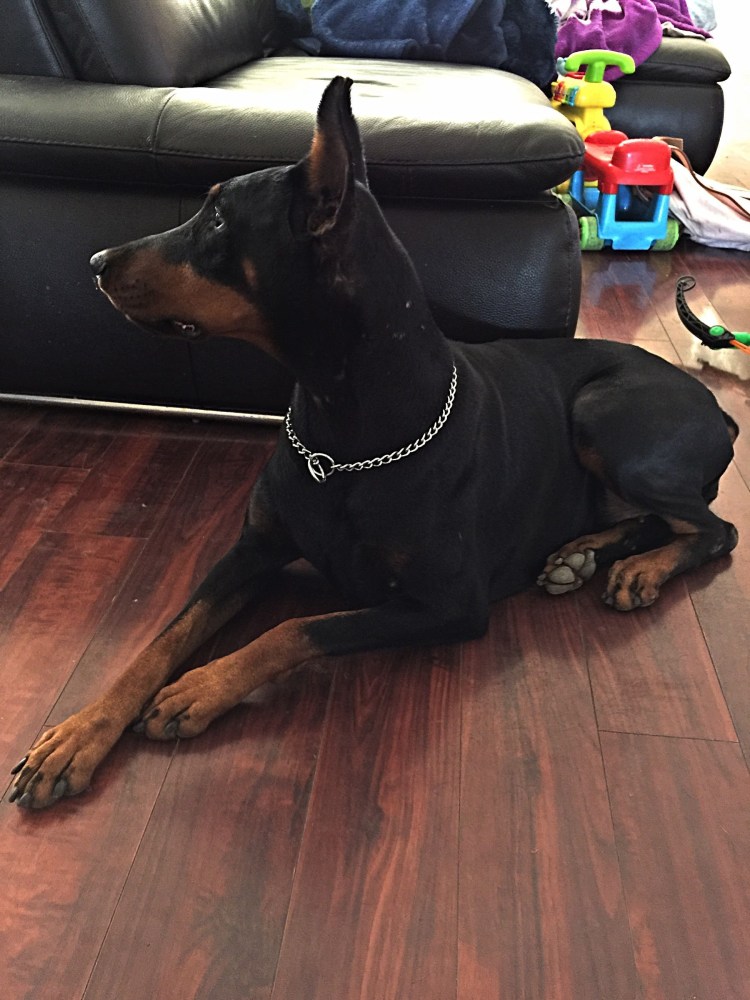 Домашняя собака Доберман