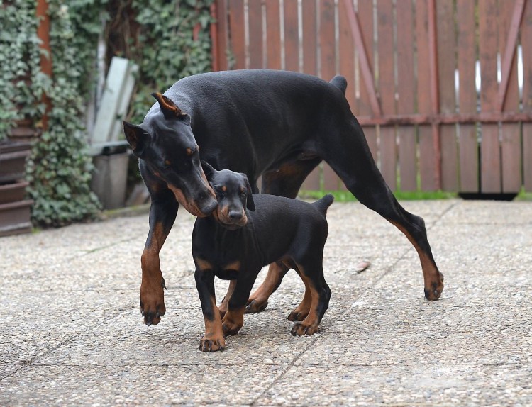 Доберман пятнистый