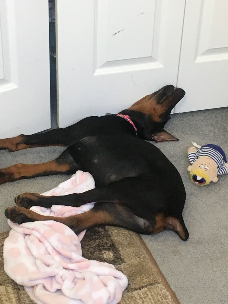 Порода Доберман-пинчер