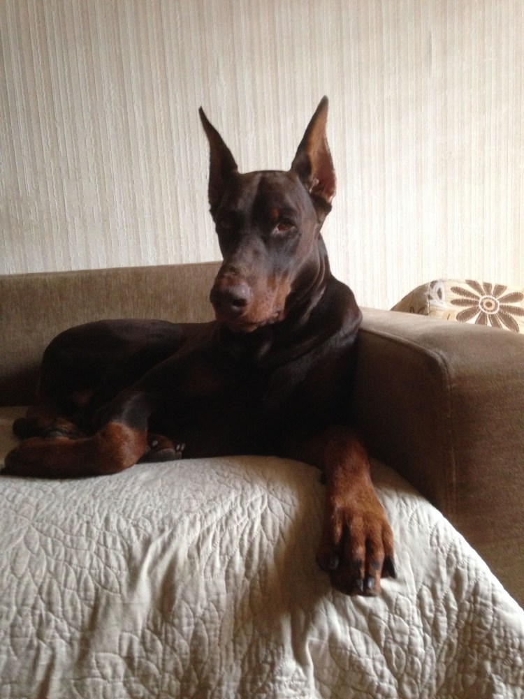 Доберман Челси