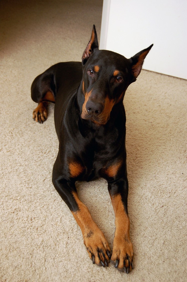 Собака Доберман щенок