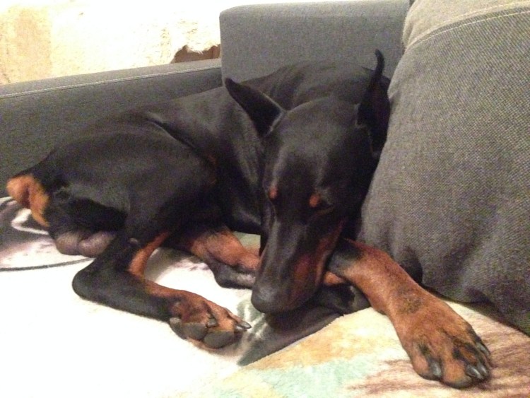 Собака Доберман заспит