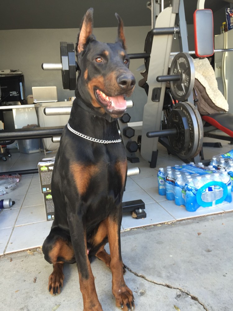 Доберман-пинчер Эстетика