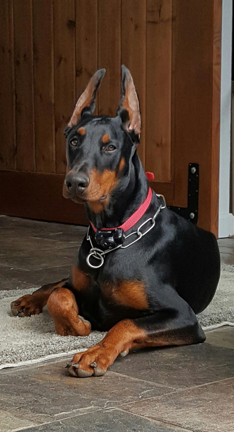 Собака Доберман щенок