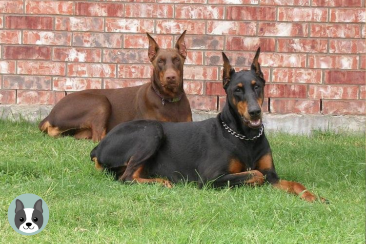 Щенок добермана Эстетика