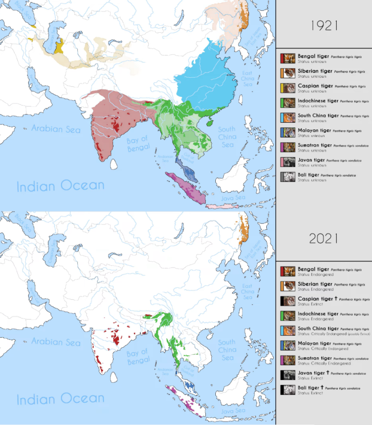 Территория обитания Амурского тигра