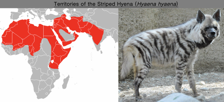 Исторический ареал Амурского тигра 1900