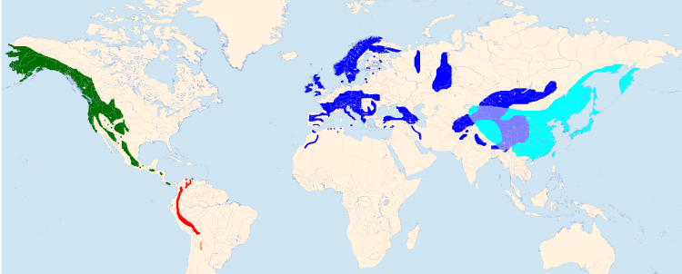 Места обитания Амурского тигра места обитания