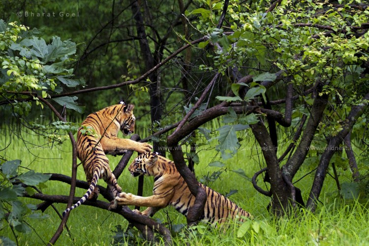Ареалы распространения растений