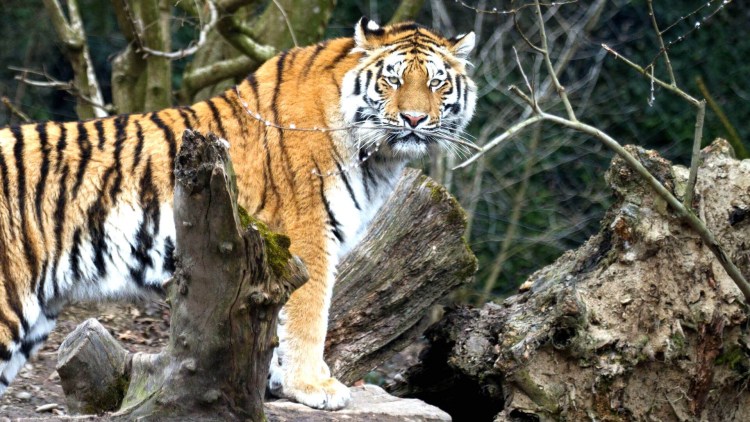 Силуэты континентов нарисованные штриховкой в кривых