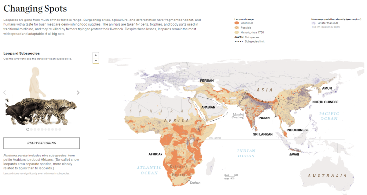 Тигр инфографика