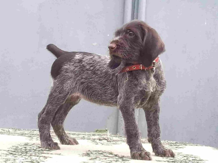 Дратхаар Арчи