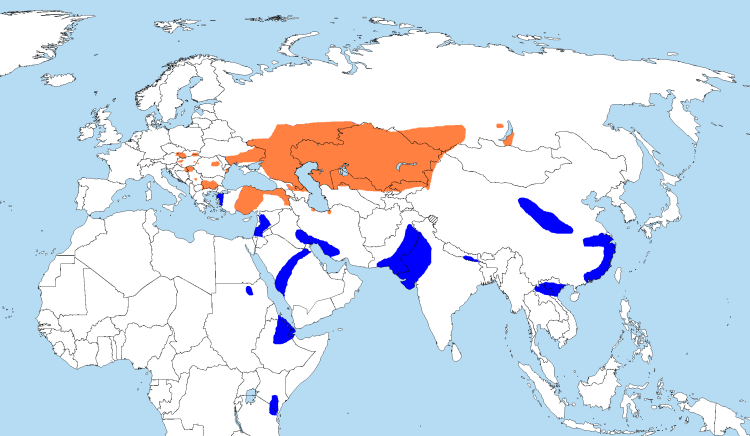 Воробьиный Сыч ареал обитания