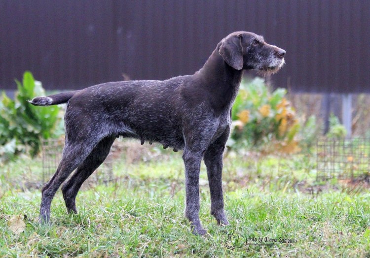 Дратхаар с хвостом