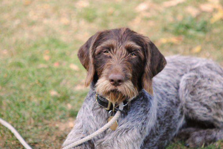 Немецкая легавая дратхаар