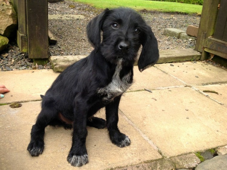 Лабрадор дратхаар