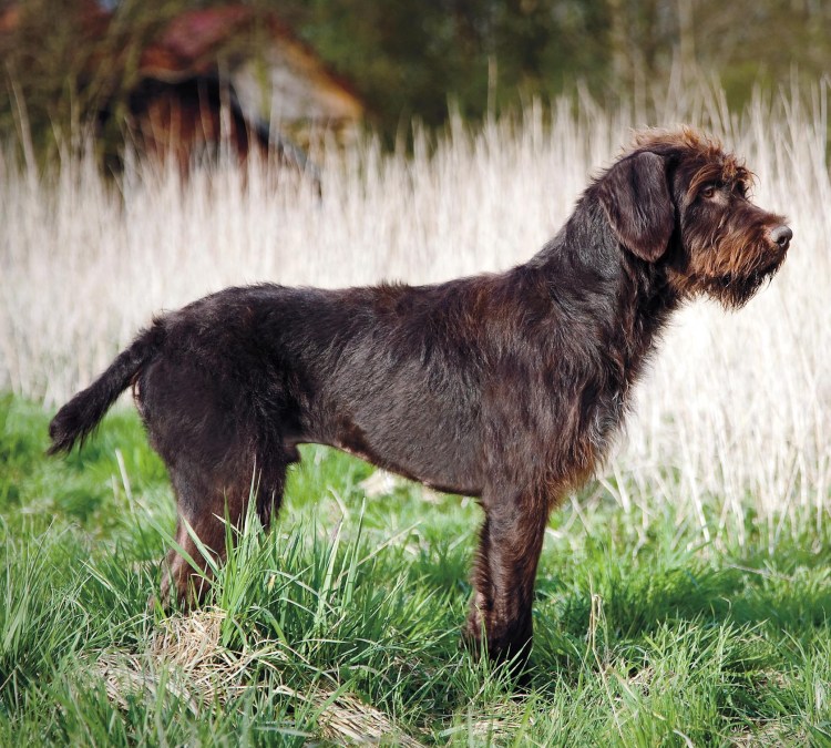 Немецкая легавая дратхаар