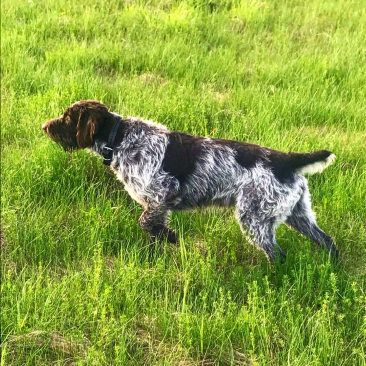 Гриффонистый дратхаар