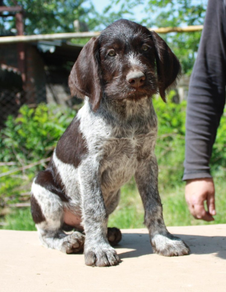 Дратхаар мраморный