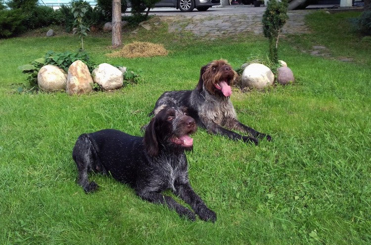 Дратхаар коричневый