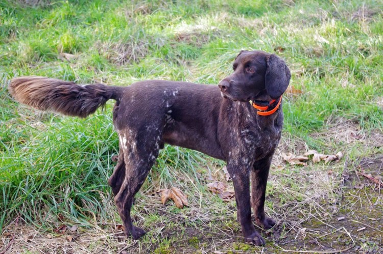 Дратхаар некупированный