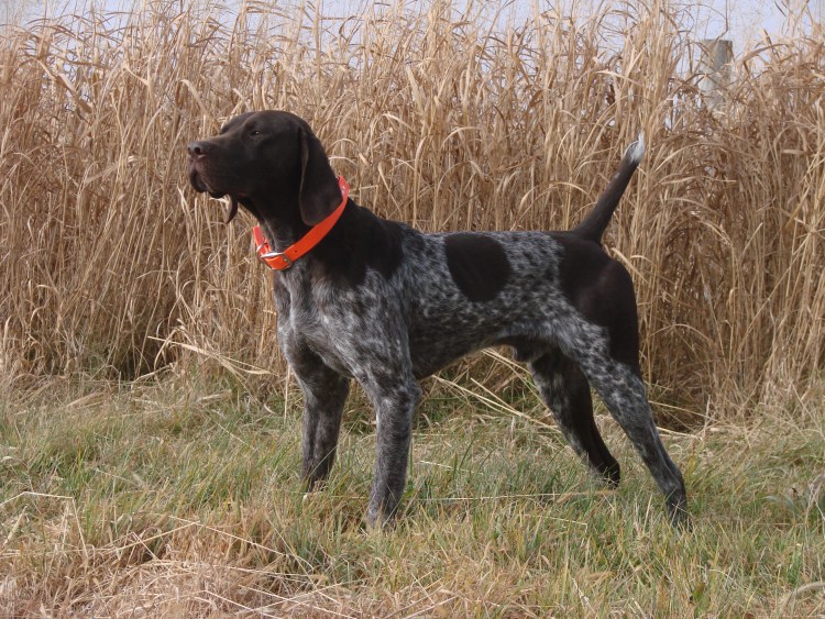 Пойнтер Курцхаар дратхаар