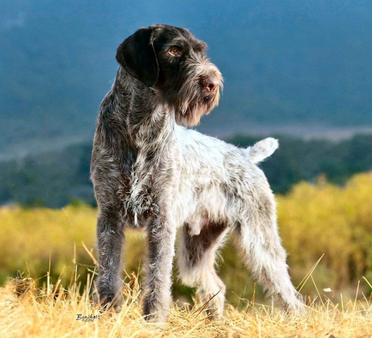 Дратхаар собака