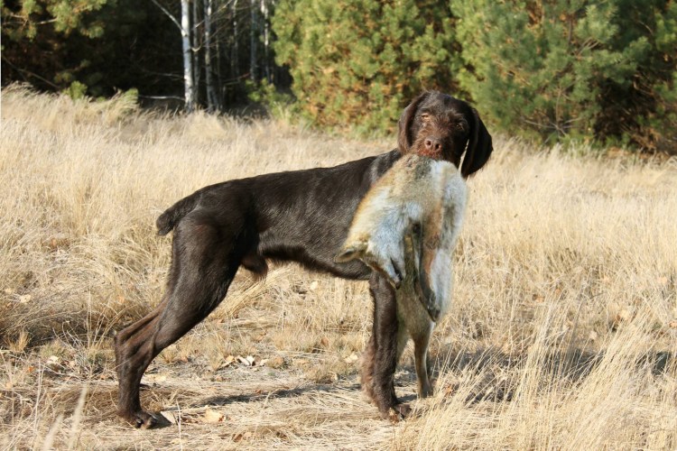 Питание легавых собак