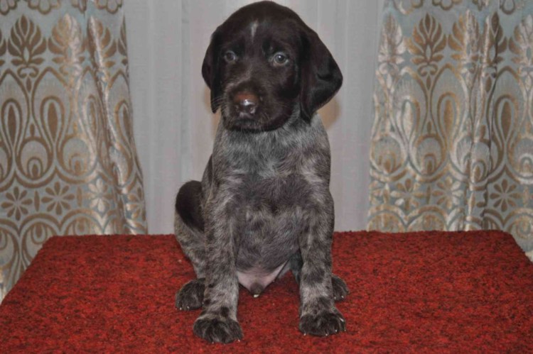 Коричневые щенки дратхаара