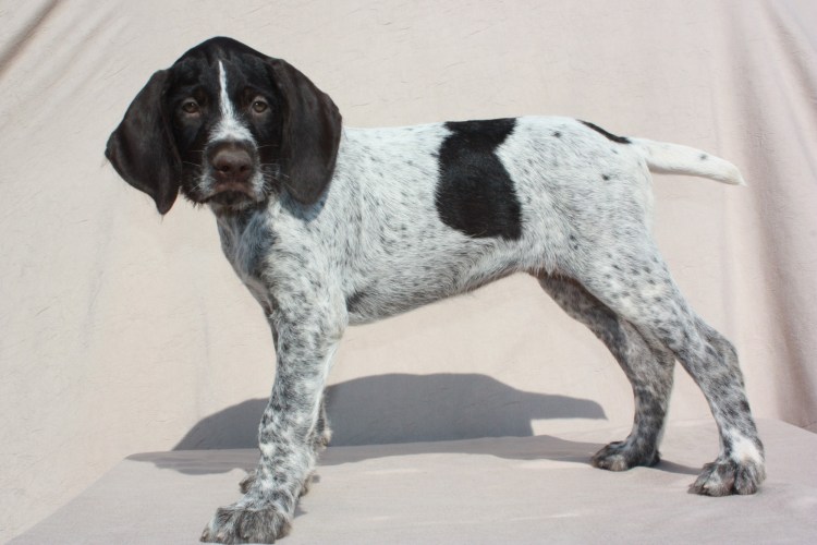 Масти дратхааров