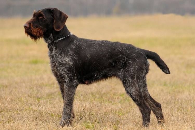 Дратхаар черный гладкошерстный