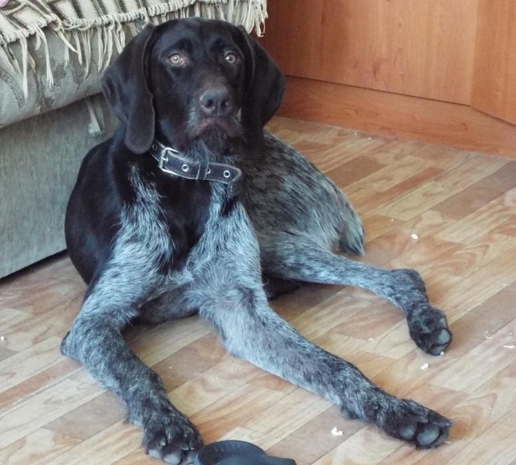 Дратхаар некупированный