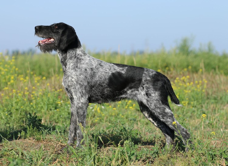 Немецкая жесткошерстная легавая дратхаар
