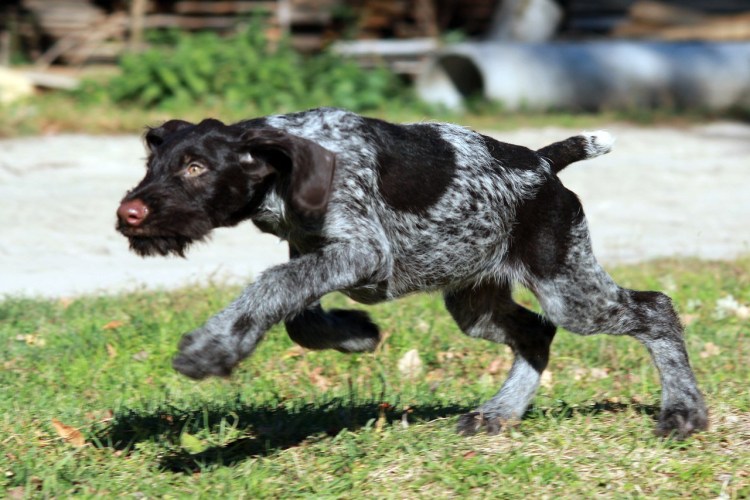 Бегущий дратхаар