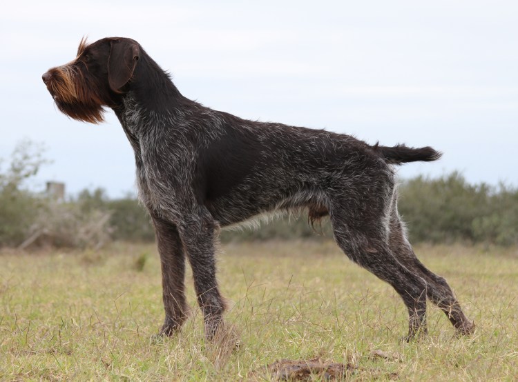 Порода собак дратхаар