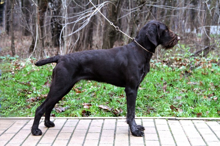 Дратхаар черного окраса