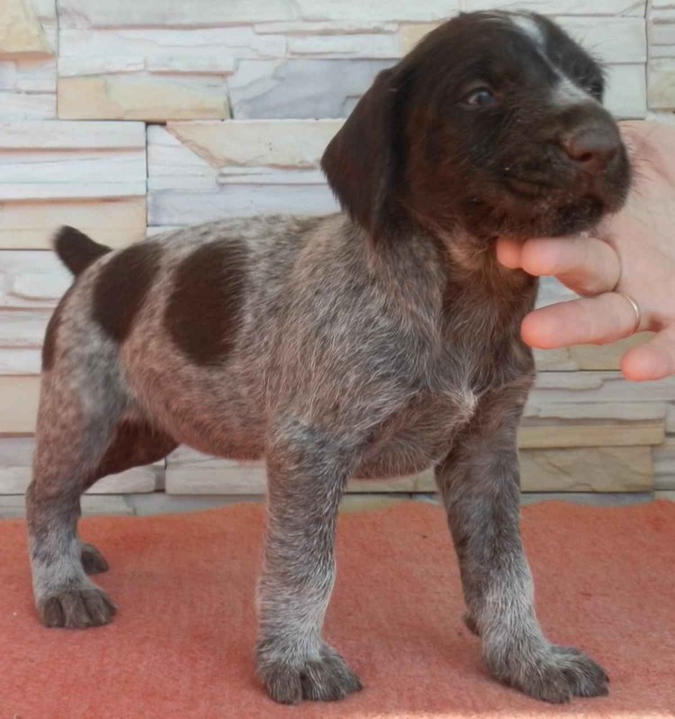 Щенки породы дратхаар