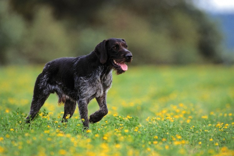 Дратхаар собака