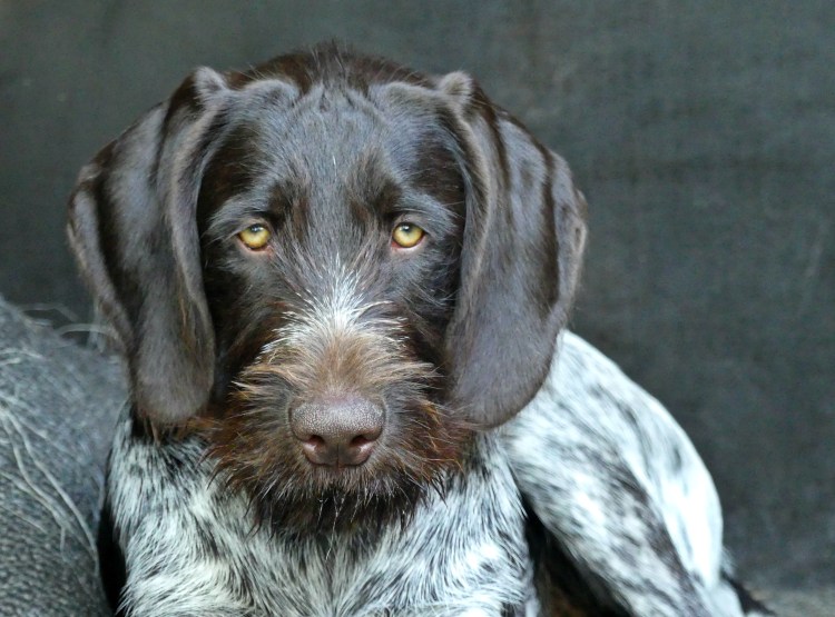German Wirehaired Pointer Dog Breed