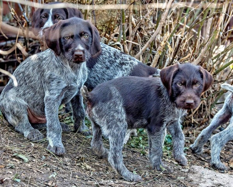 Немецкая жесткошерстная легавая дратхаар