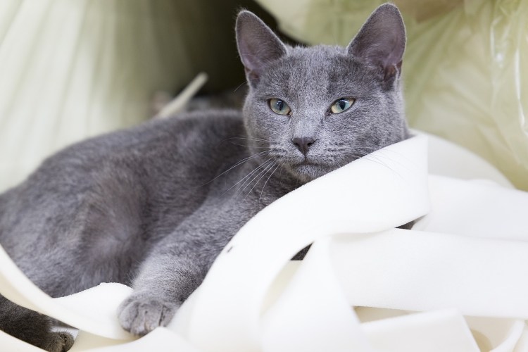 Серый кот с серыми усами