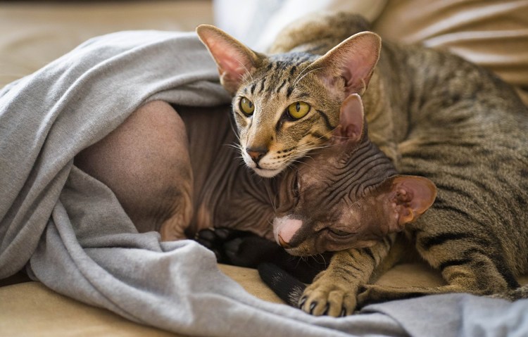 Сфинкс обои