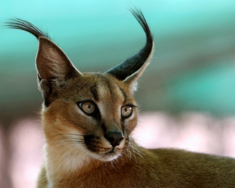 Кошка Жоффруа котята