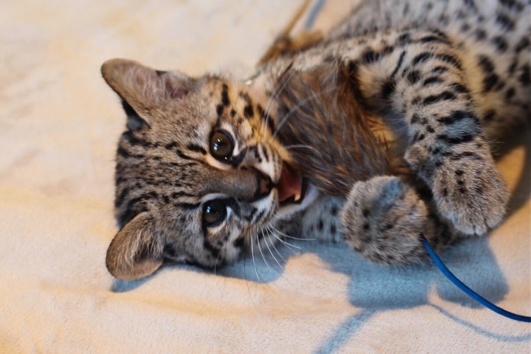 Дикая кошка сервал