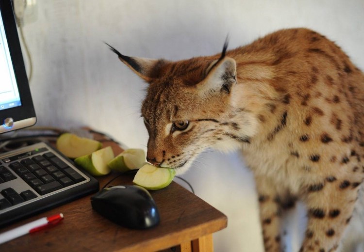 Степная кошка (Felis Libyca)