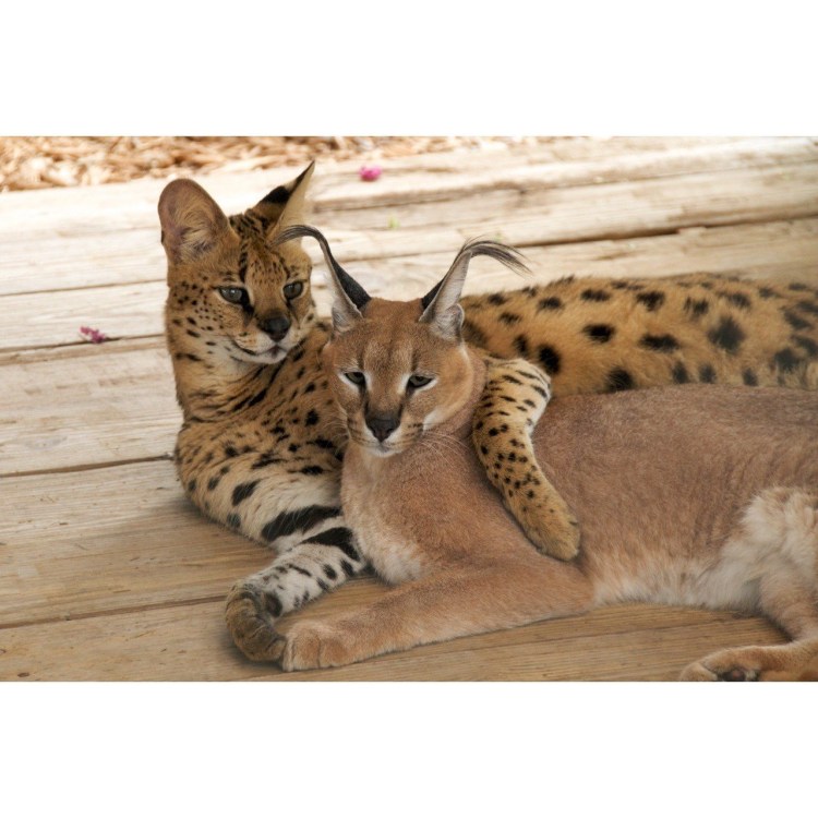 There is a Cat in the Garden