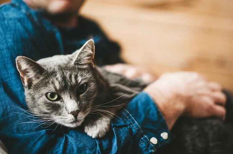 Лоток для котят