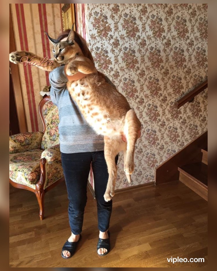 Девушка держит кота