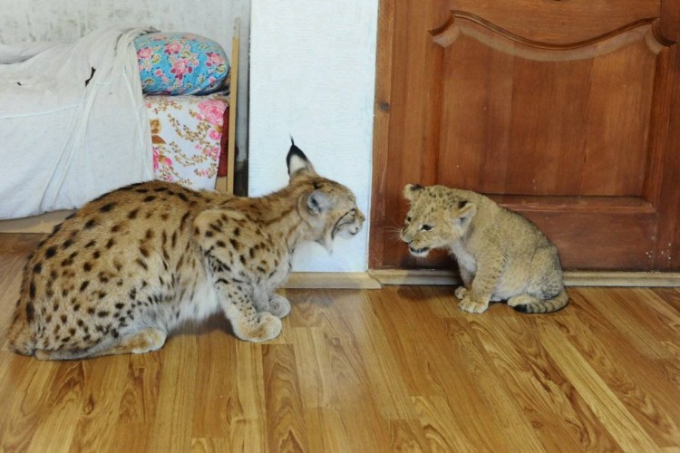 Сервал Ашера Саванна