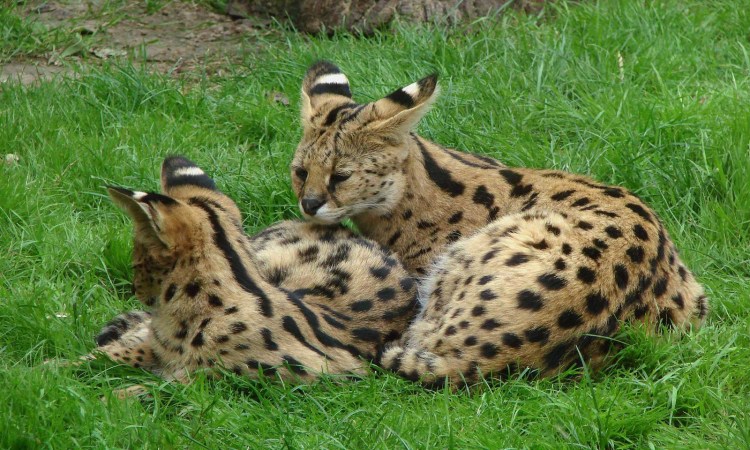 Ленинградский зоопарк Рысь